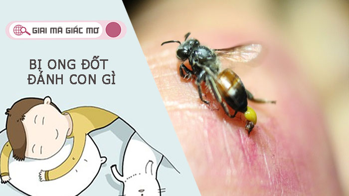 Bị ong đốt đánh con gì - Giải mã băn khoăn giấc  mơ