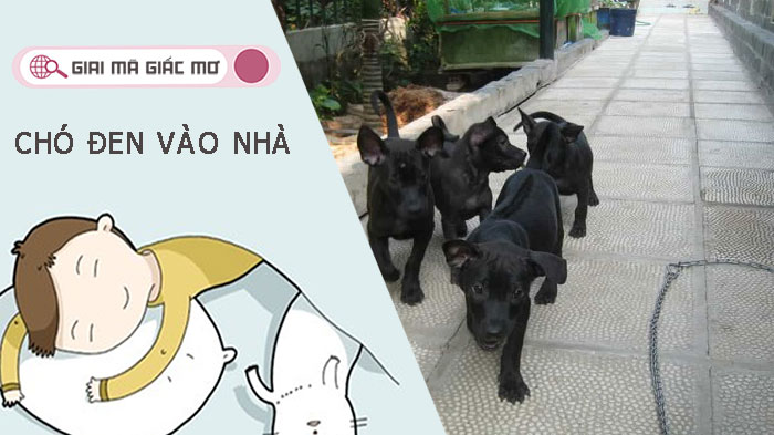 Chó đen vào nhà - Giải mã chi tiết giấc mơ và con số may mắn