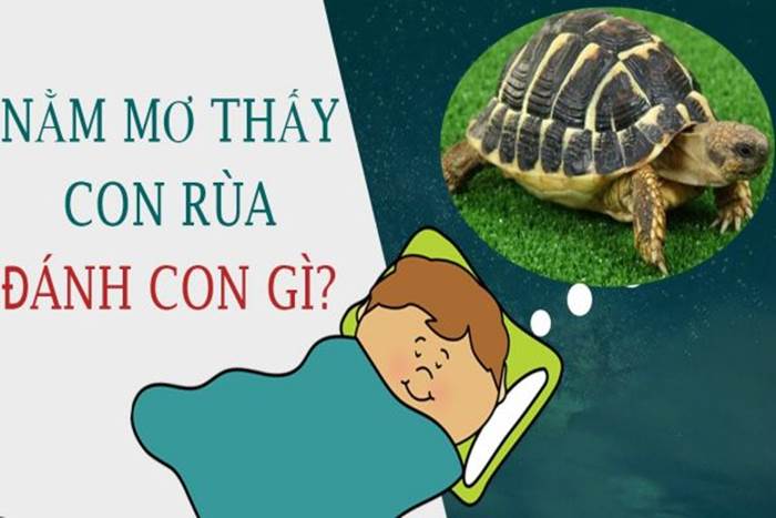 Mơ thấy rùa đánh con gì để thắng đậm, trúng lớn?