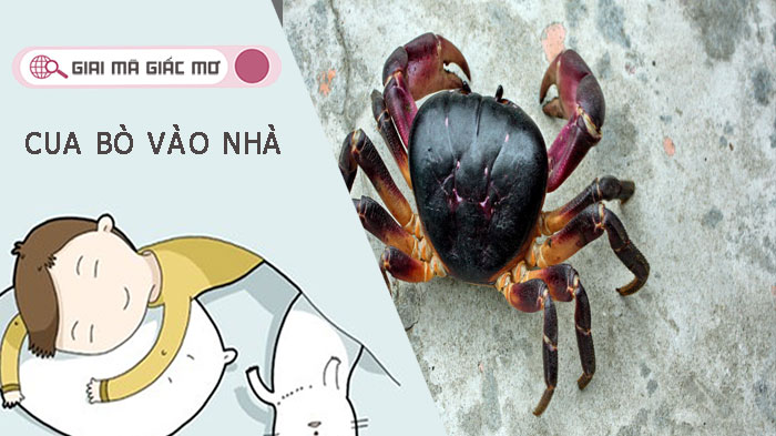 Cua bò vào nhà đánh số gì - giải mã giấc mơ cua bò vào nhà