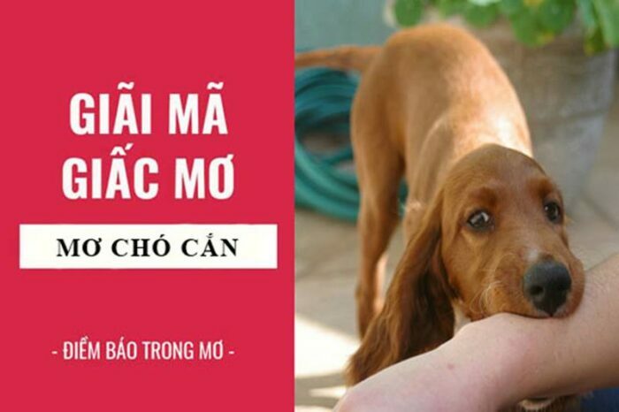 Nằm mơ thấy chó cắn vào tay có điềm báo gì