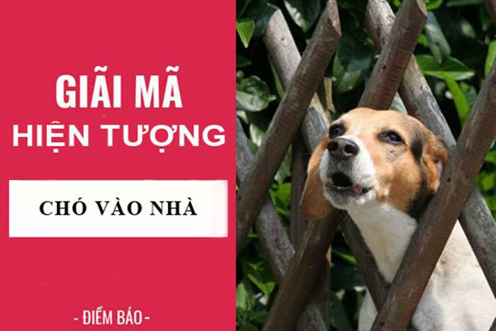 Chó chạy vào nhà thì sao? Có ảnh hưởng đến cuộc sống không?