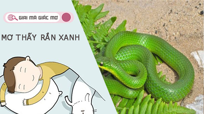 Mơ thấy rắn xanh điềm báo gì - Đánh con số đề may mắn nào?