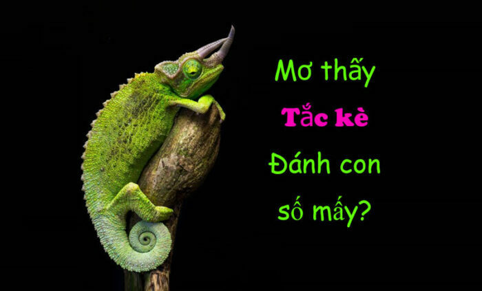 Mơ thấy tắc kè đánh đề con gì?