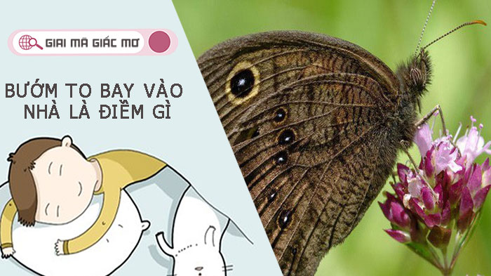 Bướm to bay vào nhà là điềm gì? Đánh con số may mắn nào?