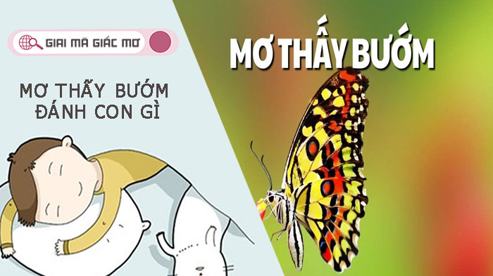 Mơ thấy bướm đánh con gì - Đây là điềm tốt hay xấu