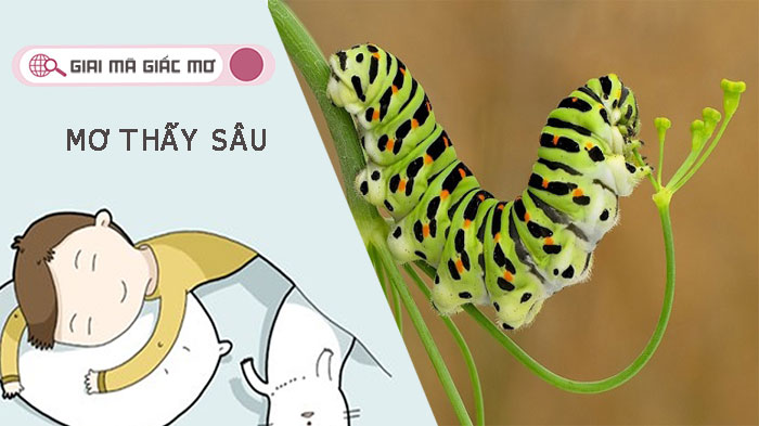 Mơ thấy sâu - Giải mã giấc mơ là điềm gì và con số may mắn