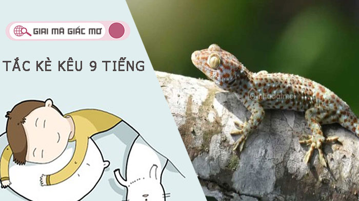 Mơ thấy tắc kè kêu 9 tiếng- Điềm báo gì và đánh con gì mau trúng